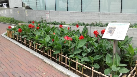 20170821_しながわ平和の花壇(五反田文化センター).jpg