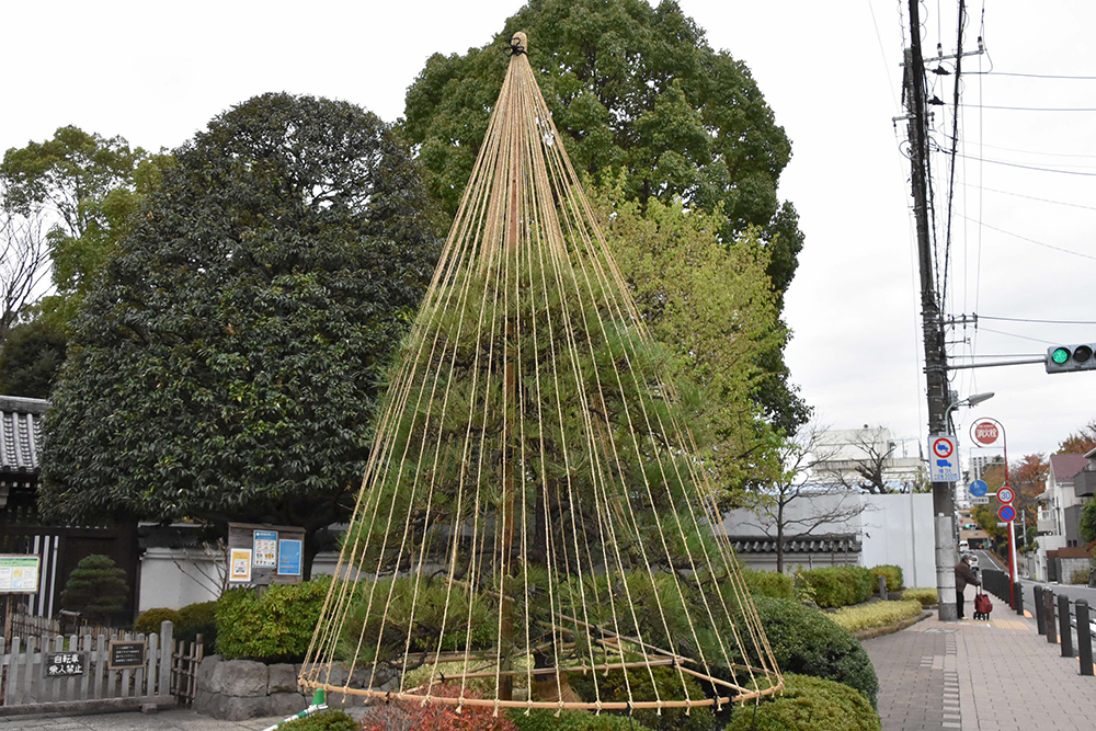 雪つりが施された戸越公園薬医門前のクロマツ