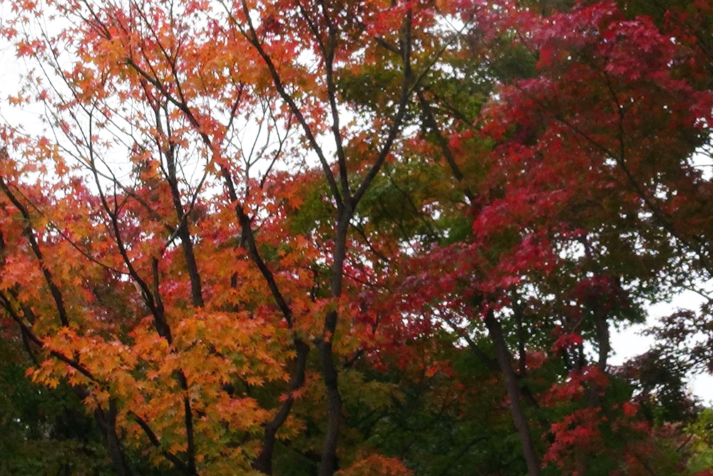 池田山公園 紅葉が見ごろ 品川区