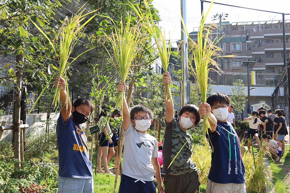 刈った稲を掲げる４人の男子生徒