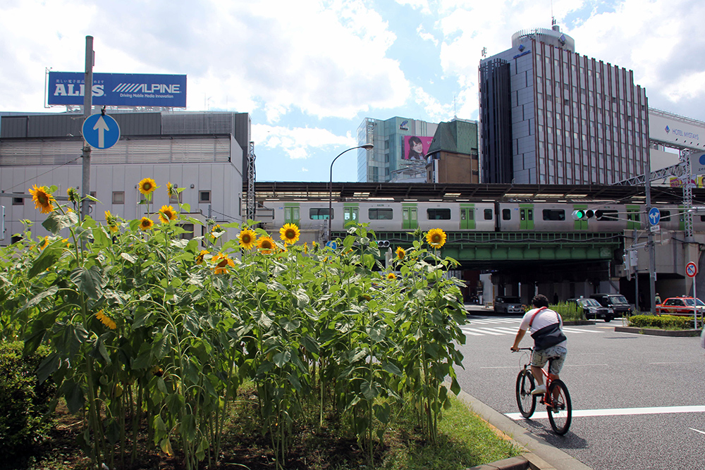 五反田駅　山手線　手前にヒマワリ