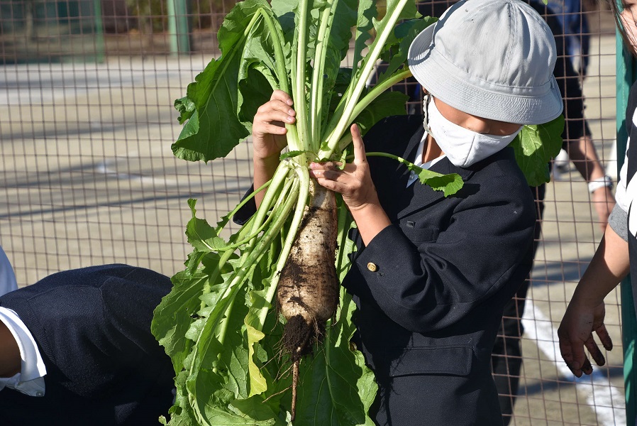 引っこ抜いた品川蕪を手にする男児