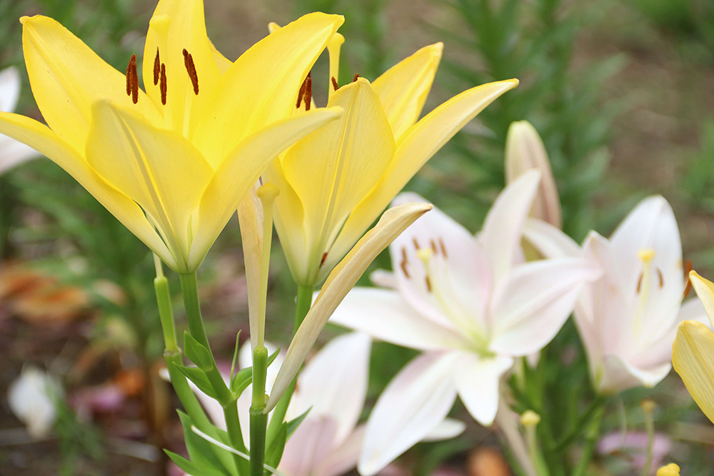 黄色いユリの花