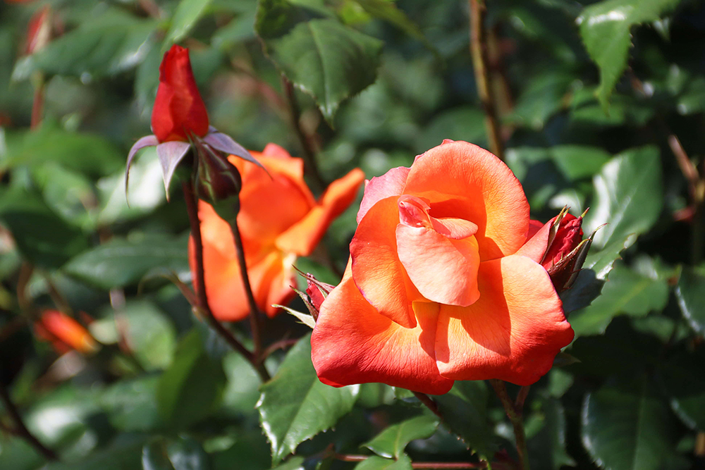 プリンセスミチコの花とつぼみ