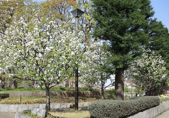 歩道沿いに植えられたヒメリンゴの木