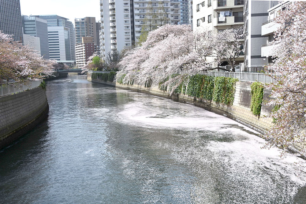 目黒川の花筏