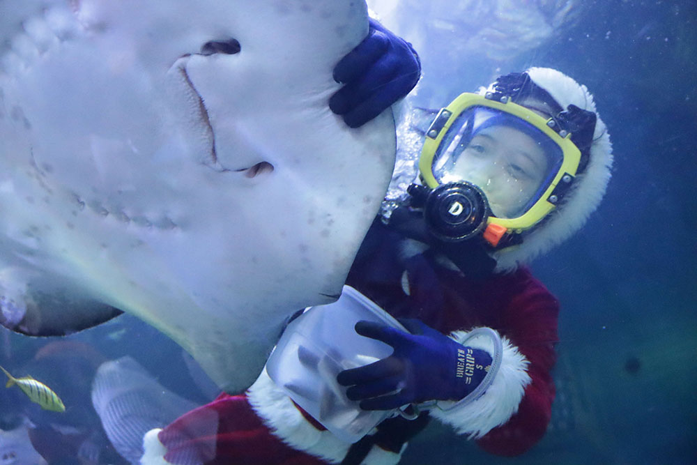 クリスマスバージョンの水中ショー