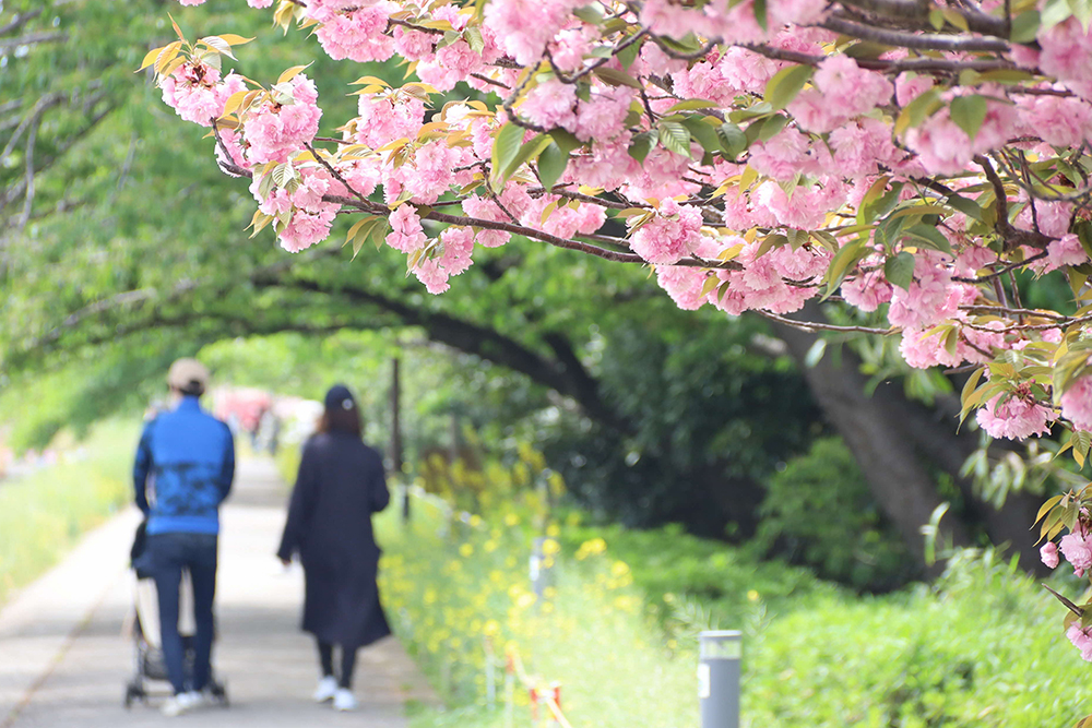 八重桜と親子連れ