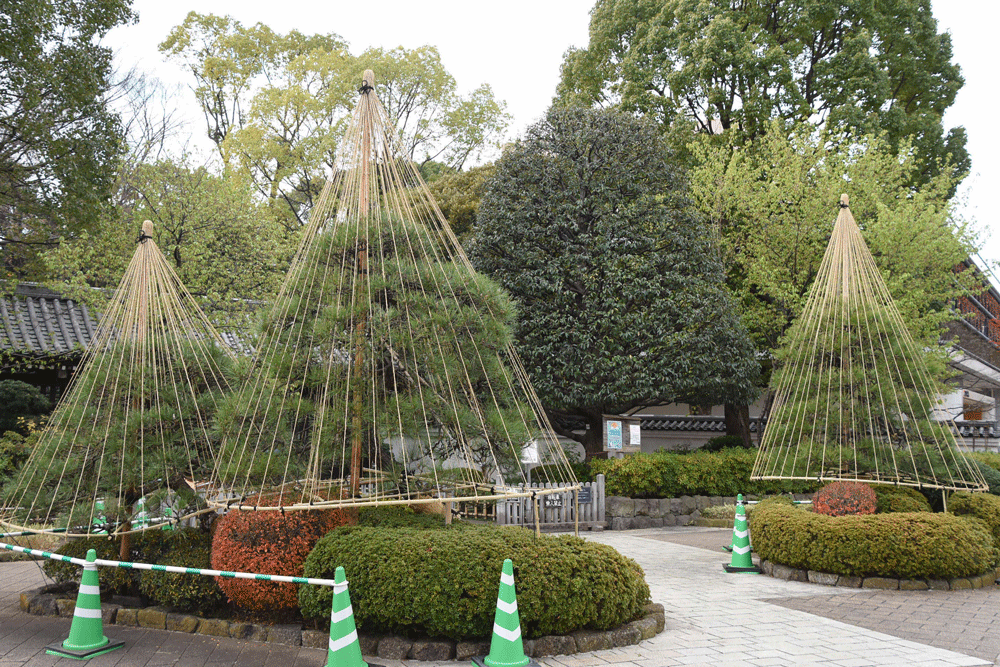 雪つりが施された戸越公園薬医門前のクロマツ