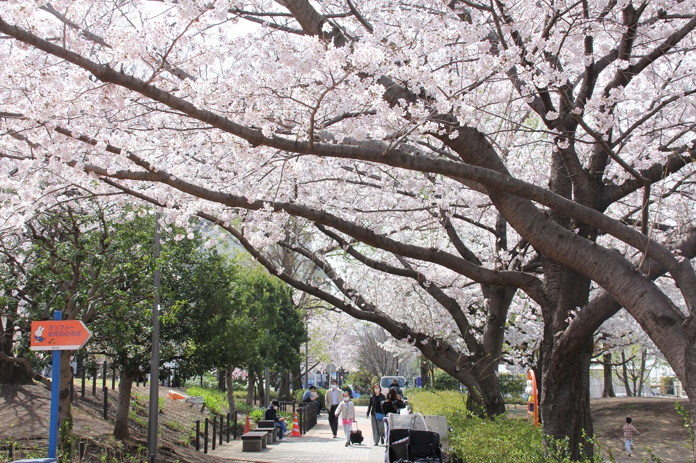 品川区　各地で桜が満開