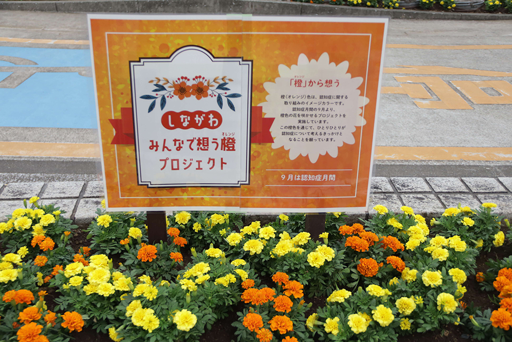 「しながわ みんなで想う 橙(オレンジ)プロジェクト」　大井町駅前・西大井駅前にマリーゴールドを植栽