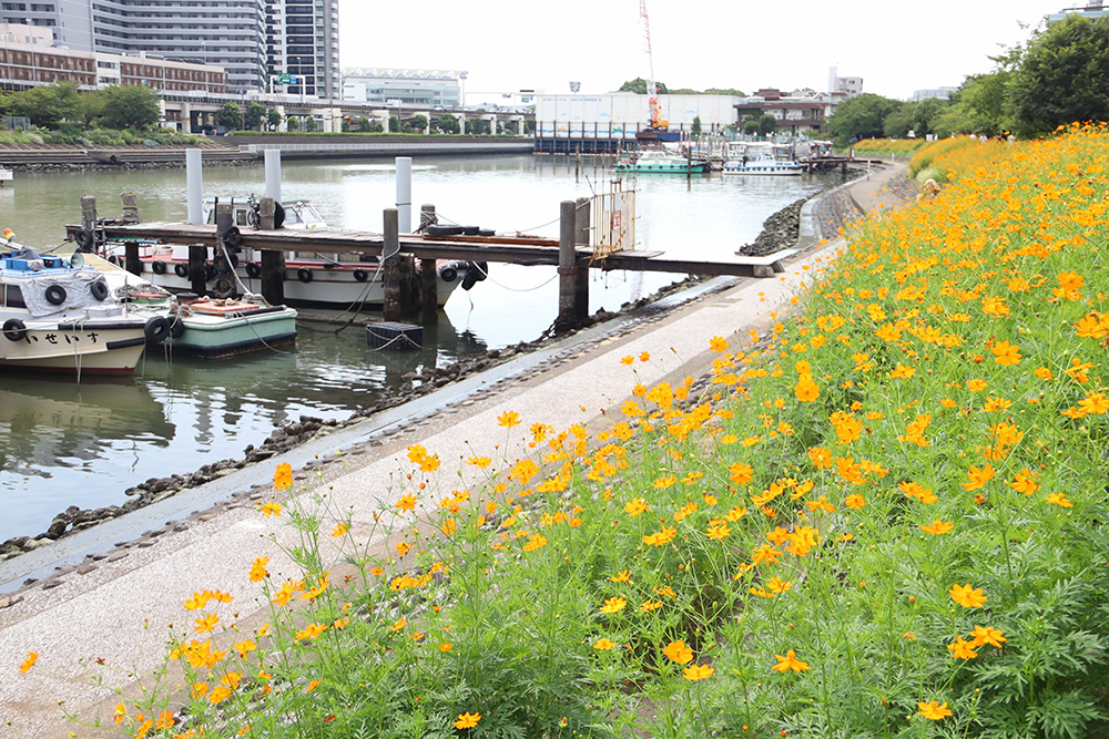 キバナコスモスが咲く花海道と船溜まり