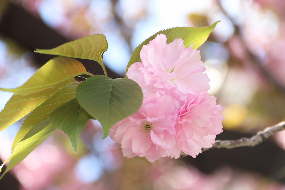 ピンク色の八重桜のアップ