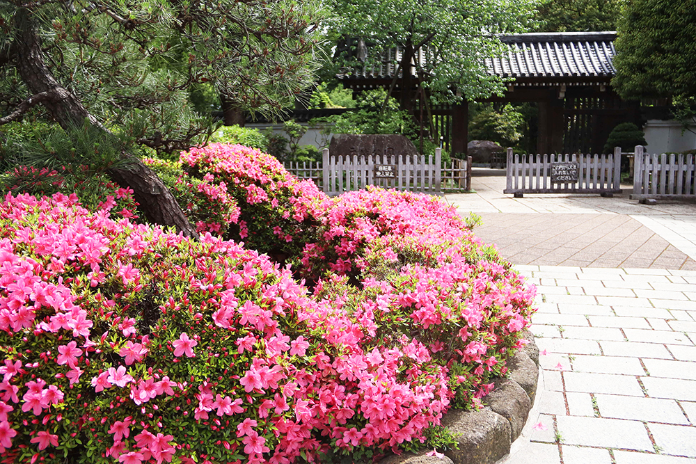 戸越公園の藥医門とサツキの画像