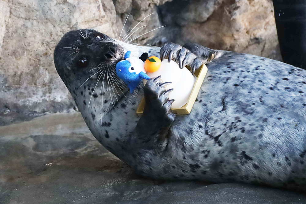 鏡餅のおもちゃを持つアザラシの画像