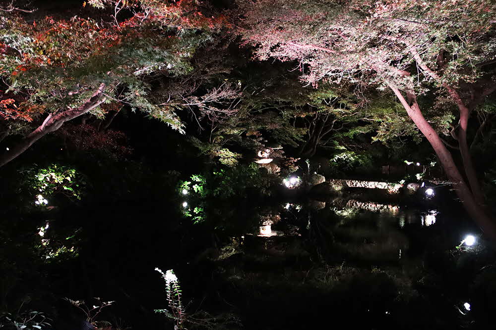 ライトアップされたモミジと池の画像