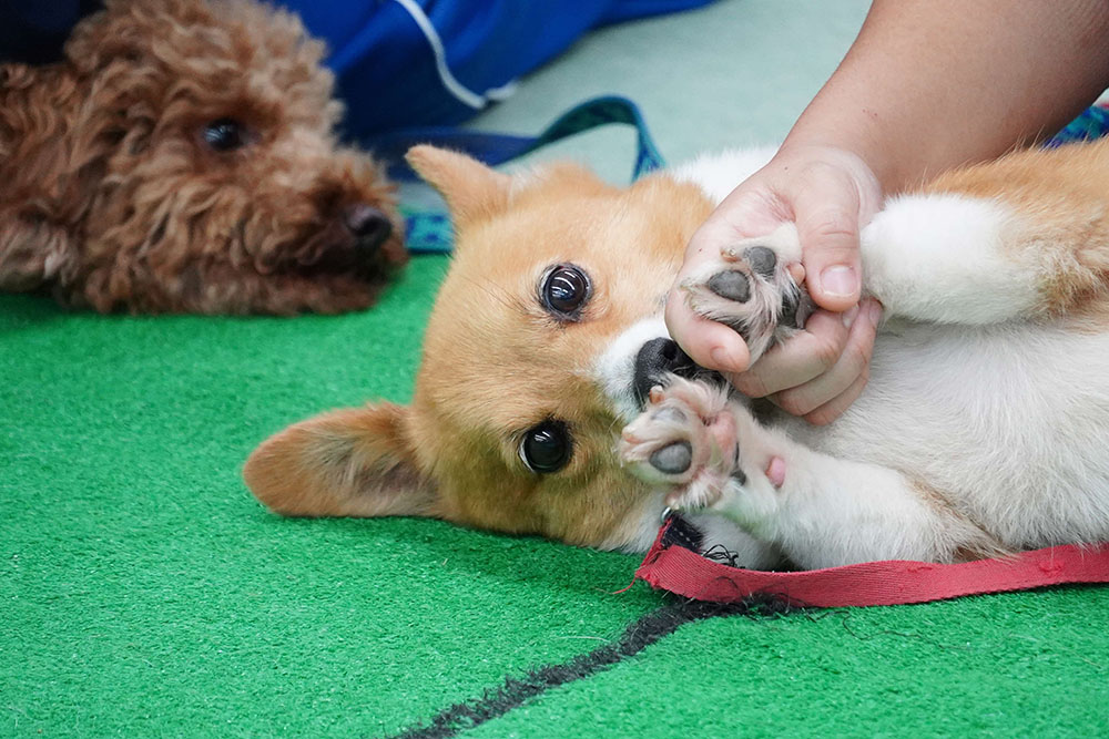 犬のアップ画像