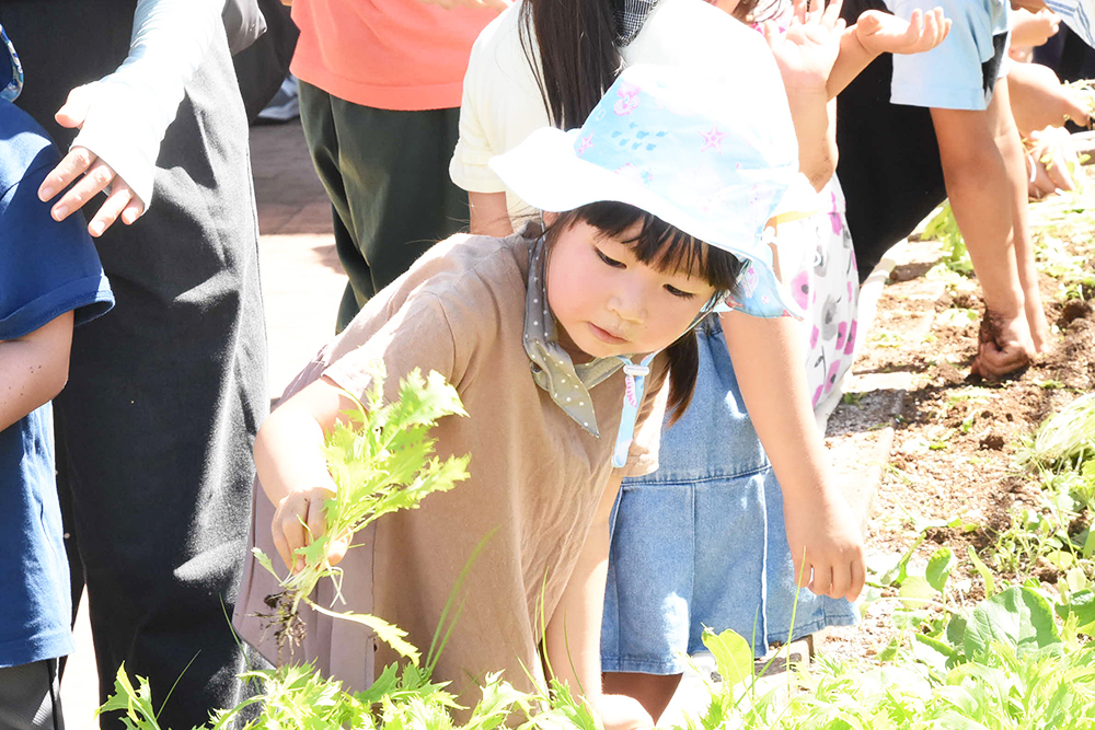 小松菜を収穫する子どもの写真