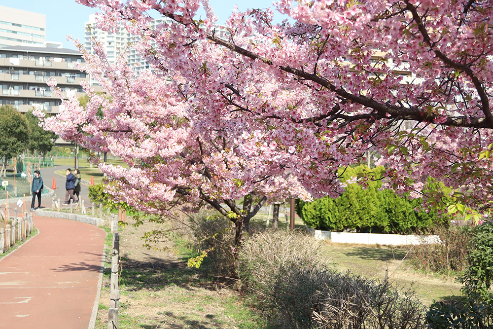 河津桜が咲く鮫洲入り江広場の広めの画像