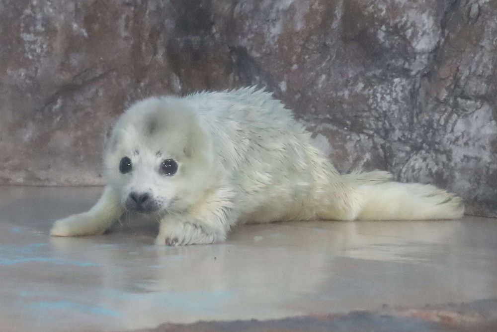 ゴマフアザラシの赤ちゃん全身の画像