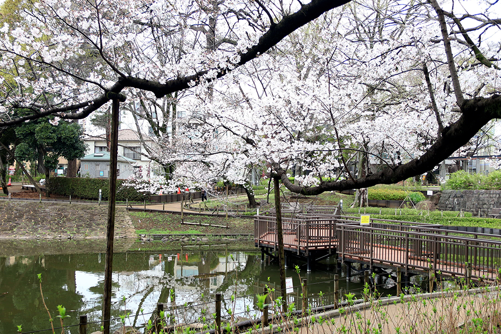 文庫の森の桜の画像