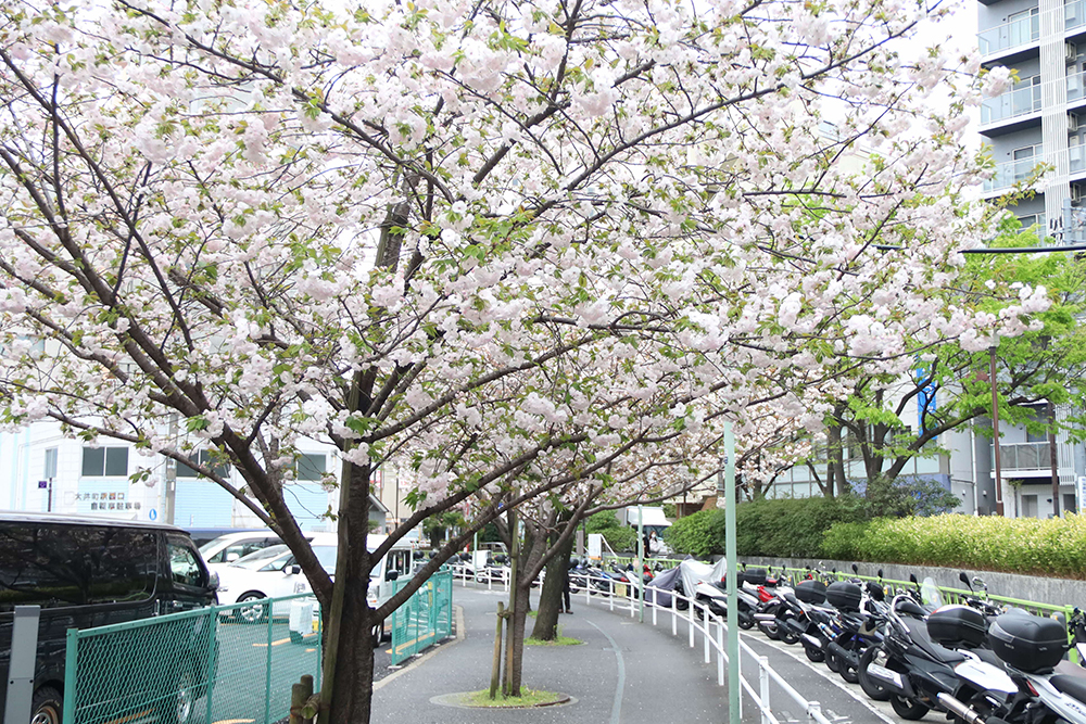 立会道路周辺の八重桜の画像
