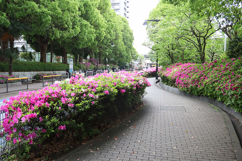 西大井広場公園のツツジが見頃