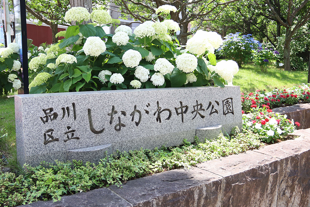 しながわ中央公園入口にある白いアジサイの画像