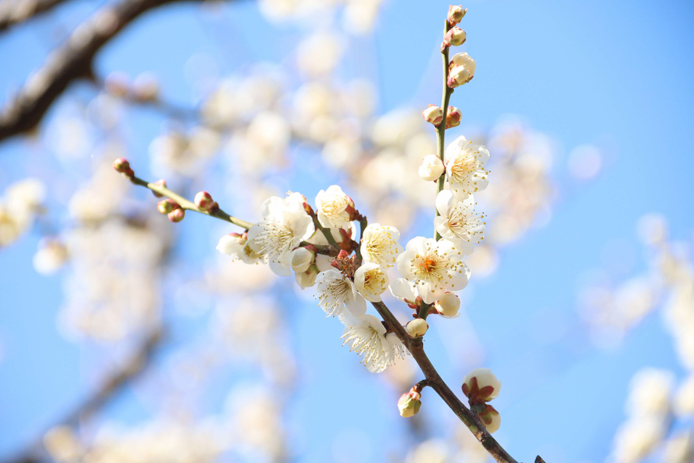 白い梅の花のアップの画像