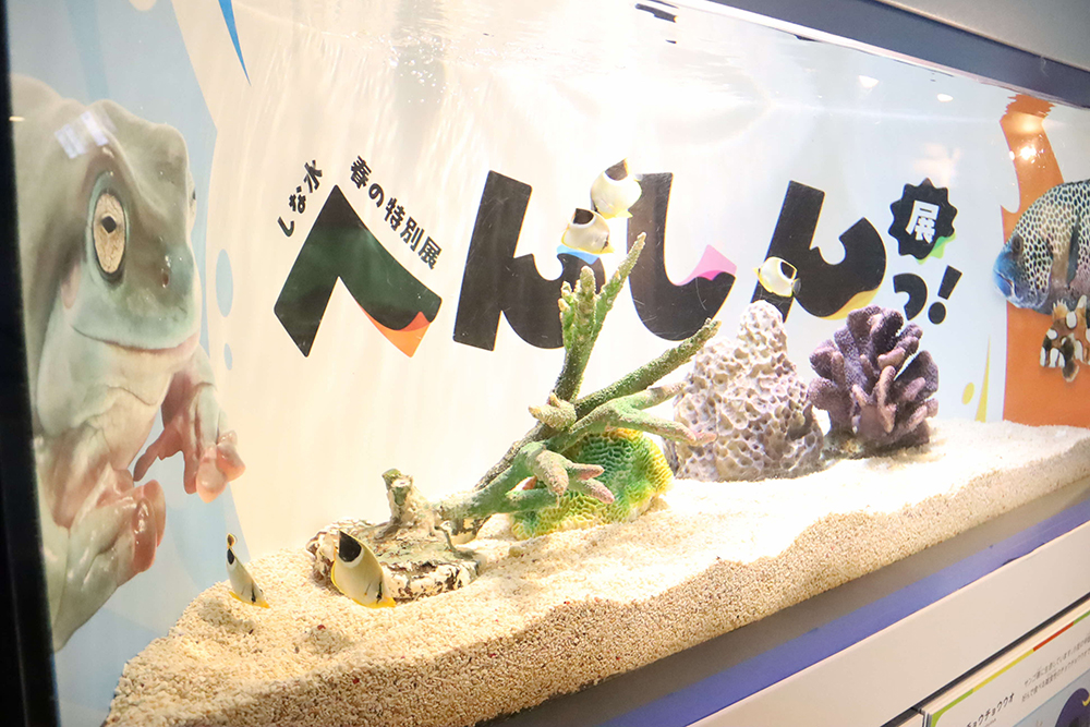春の特別展水槽の画像
