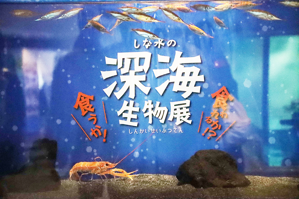 深海生物展水槽のアップの画像