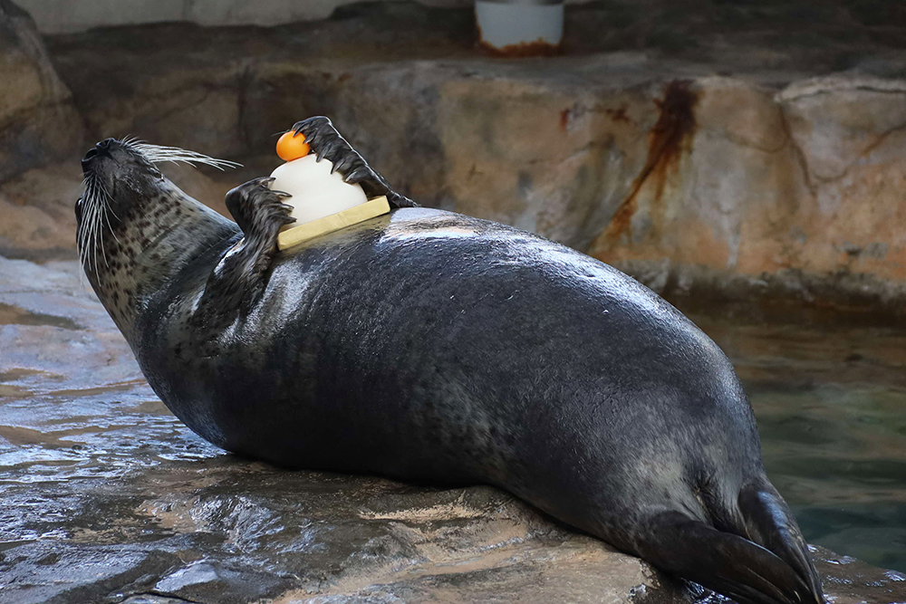 鏡餅を抱くアザラシの画像