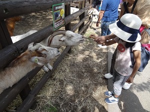 動物と触れ合う子供たち