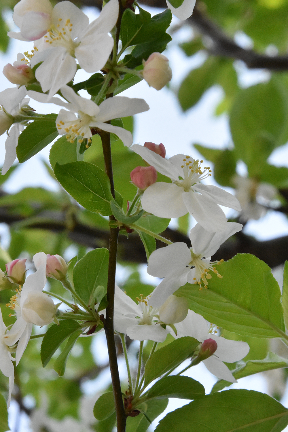 ヒメリンゴの花