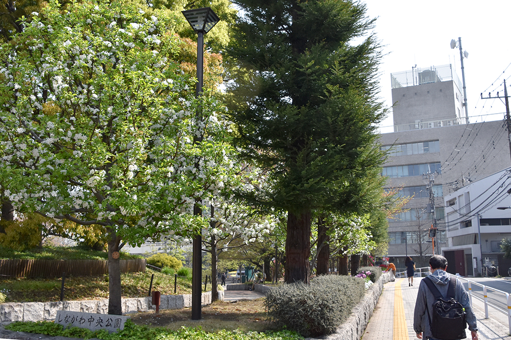 公園南側道路の面したヒメリンゴの木