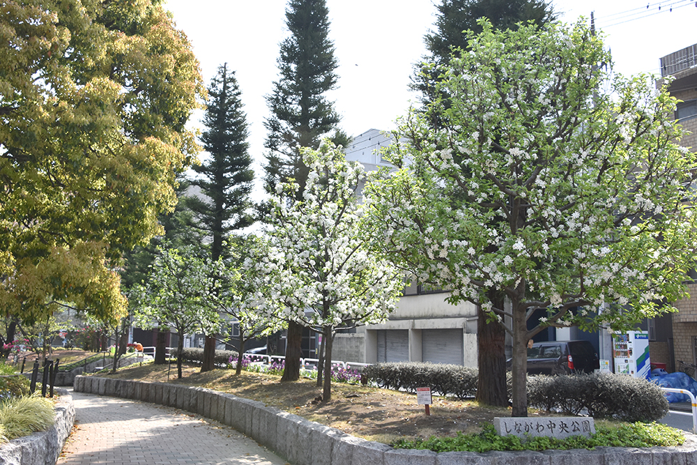 公園側通路から見たヒメリンゴの木