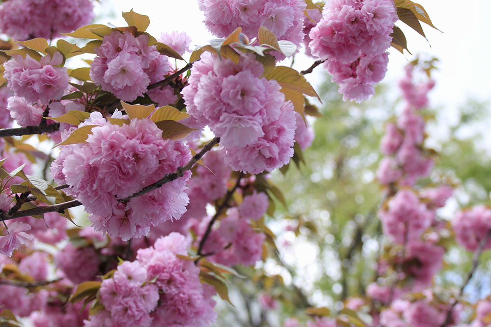 満開の八重桜