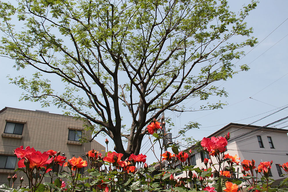 ネムノキを背景に咲くプリンセスミチコ