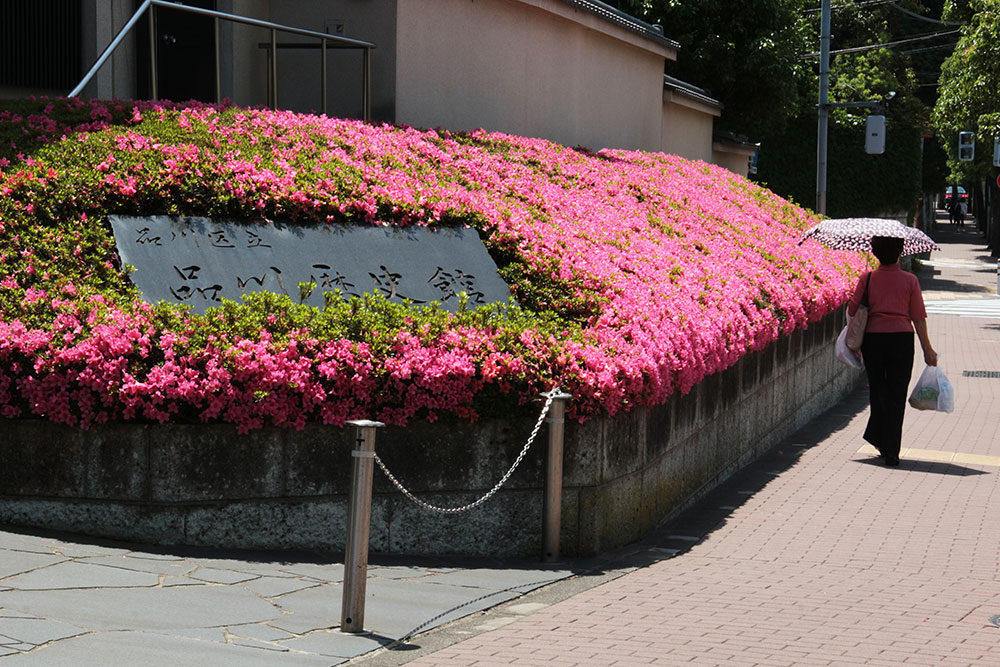 ピンクが印象的な品川歴史館のサツキ