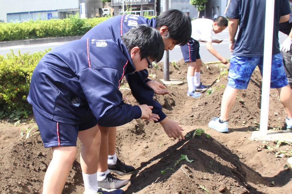 しその種をまく