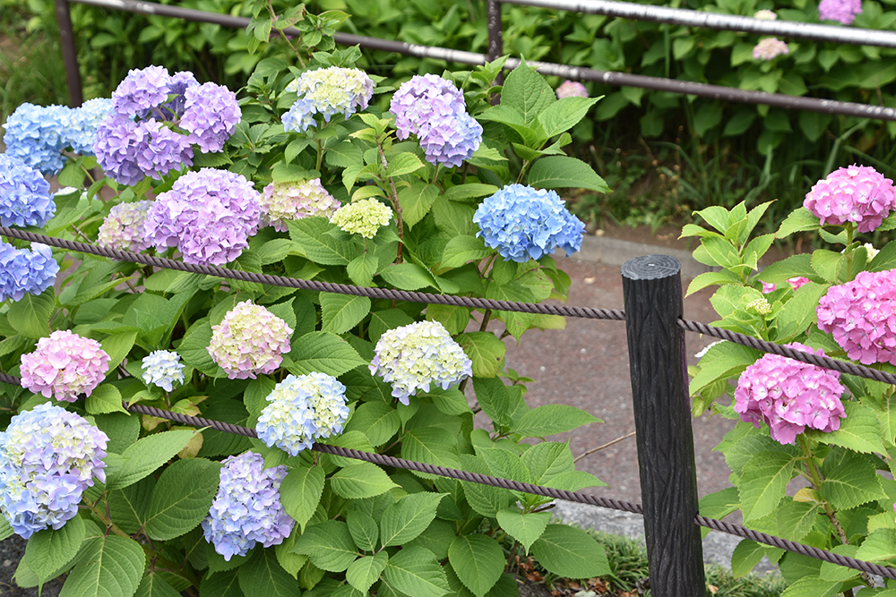 色とりどりの花