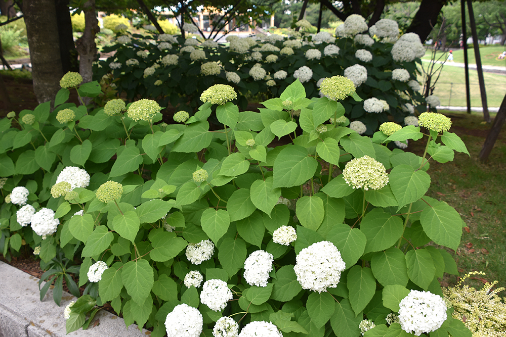 白花アジサイ