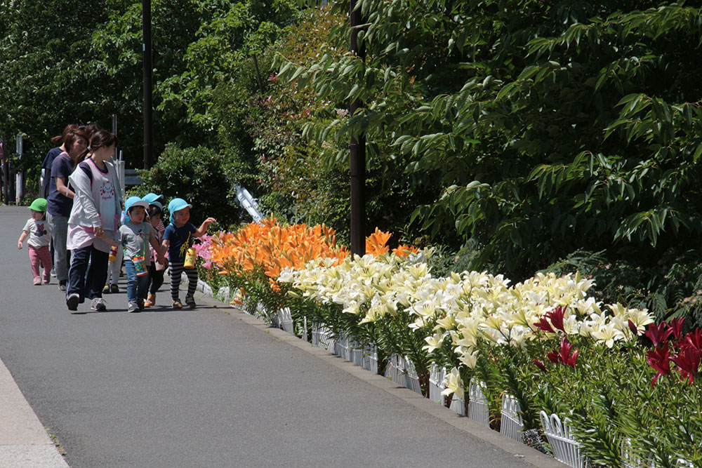 保育園児のお散歩コースになっているしながわ花海道