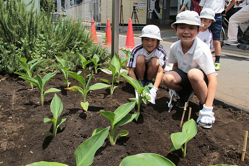 平和の花カンナの植え付け