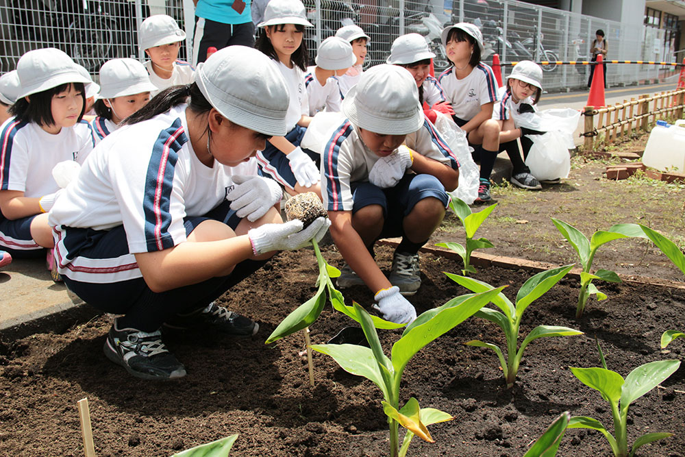 協力してカンナを植え付ける児童