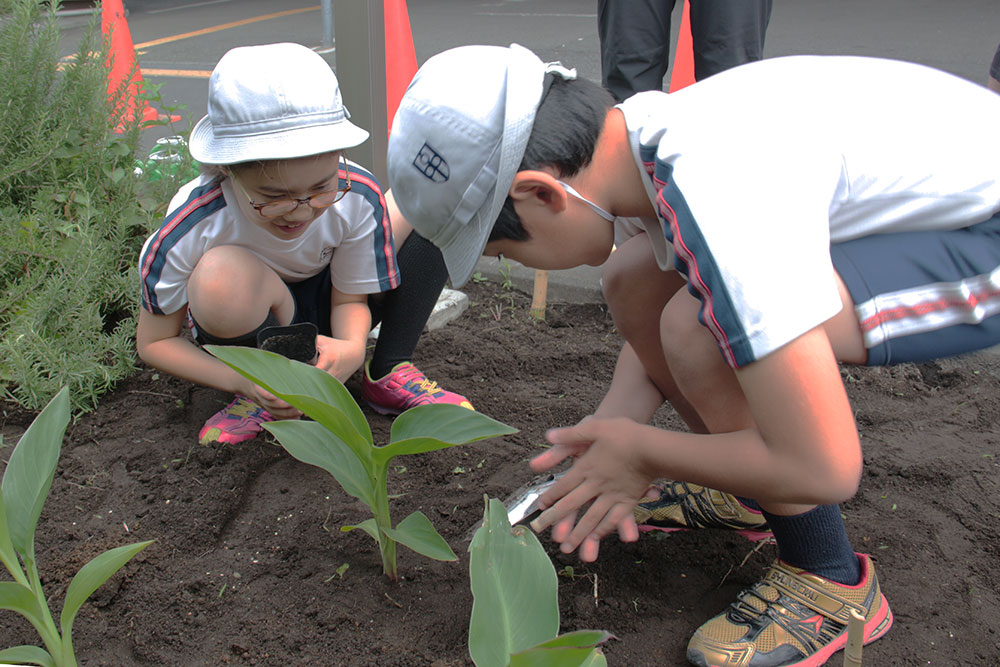 二人え協力してのカンナの植え付け