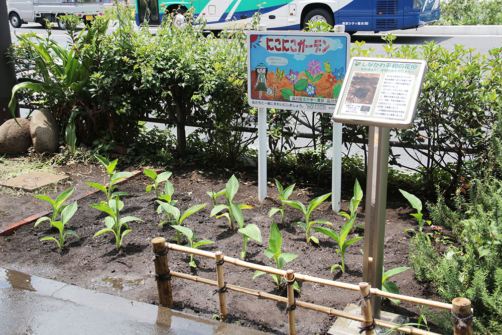 カンナの植え付けが終わった平和の花壇