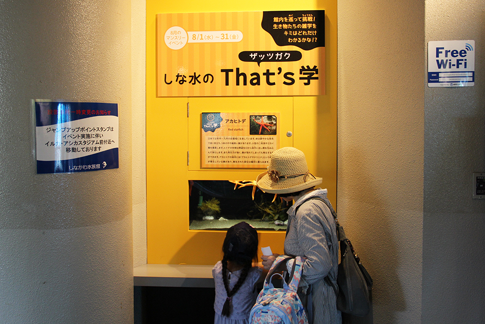 水族館入口付近。アカヒトデの生態について勉強中