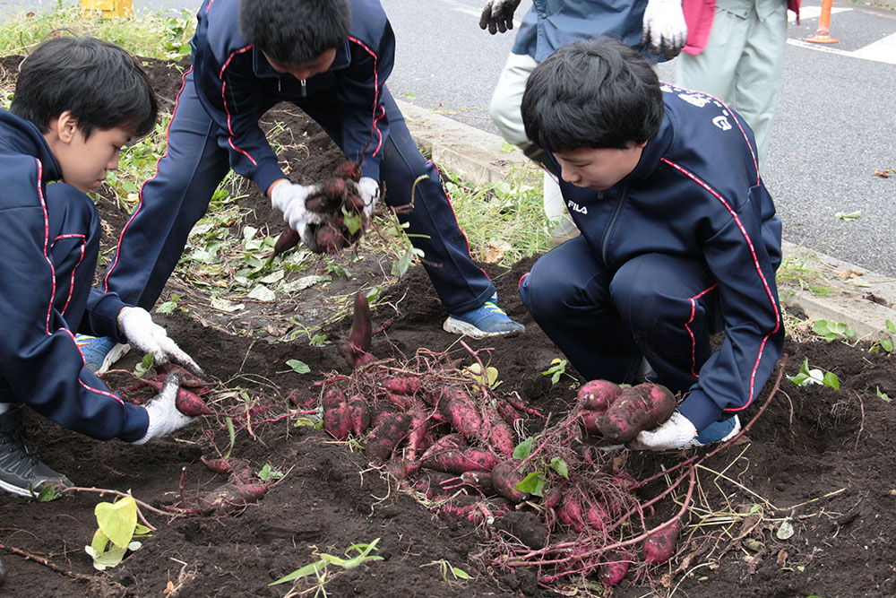 掘り出したサツマイモ