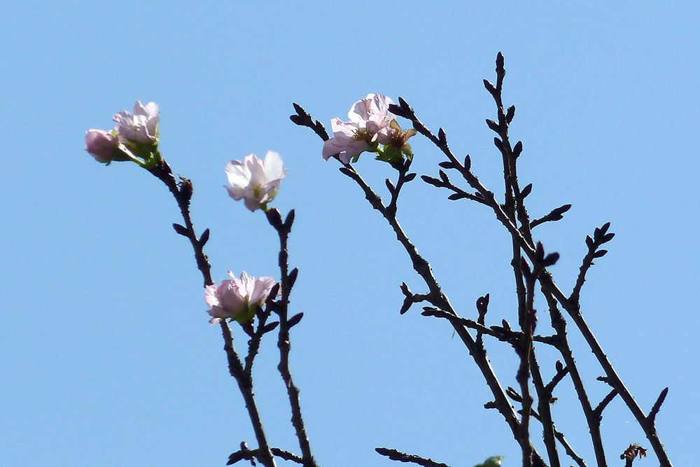 開花した桜